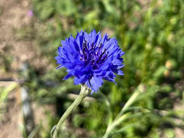 Korenbloem | Almere Jungle