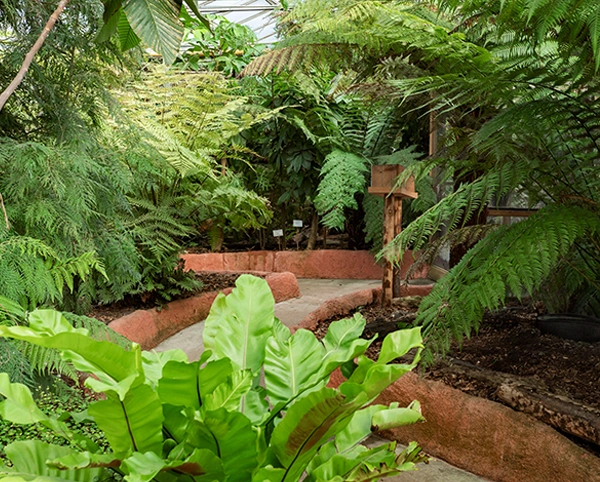 botanische tuin | Almere Jungle