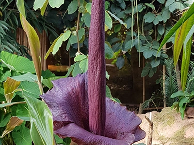 botanische tuin | Almere Jungle