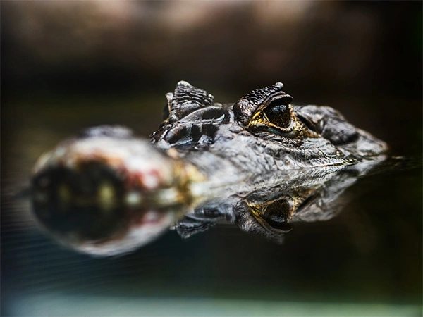 Dierenpark | Almere Jungle