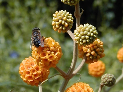 botanische tuin | Almere Jungle