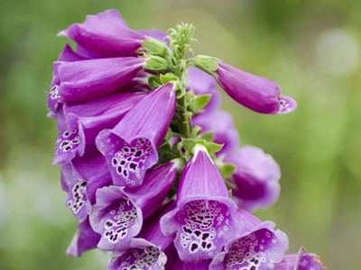 botanische tuin | Almere Jungle