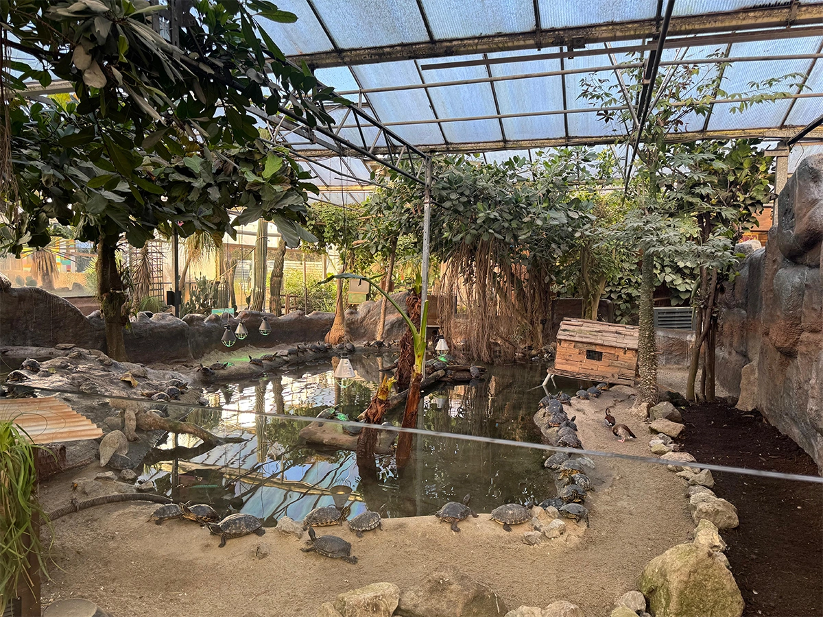 Waterschildpadden | Almere Jungle