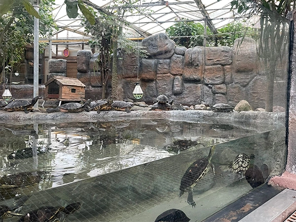 Waterschildpadden | Almere Jungle