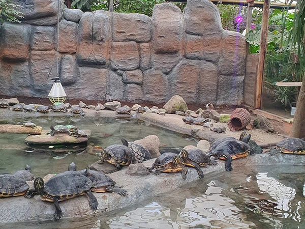 Waterschildpadden | Almere Jungle