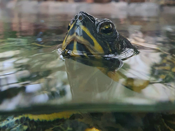 Waterschildpadden | Almere Jungle