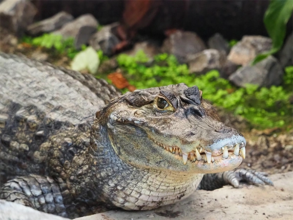 Brilkaaiman | Almere Jungle