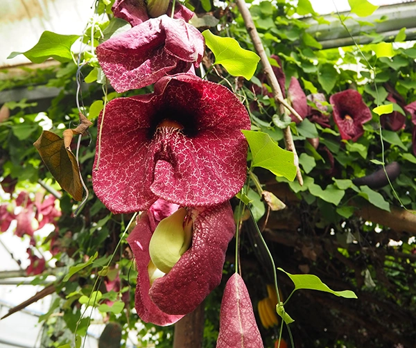 Reuzenpijpbloem | Almere Jungle