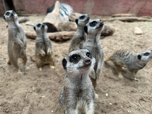 Stokstaartje | Almere Jungle