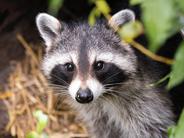 Wasbeer | Almere Jungle