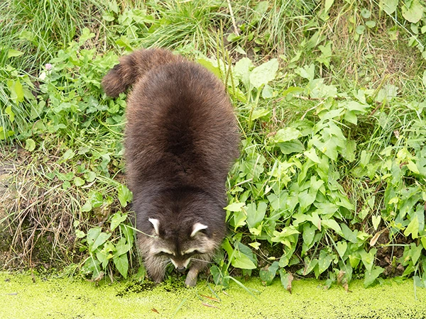 Wasbeer | Almere Jungle