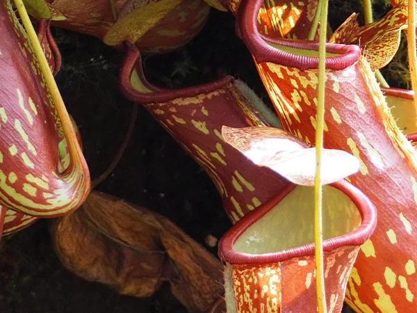 Bekerplant | Almere Jungle