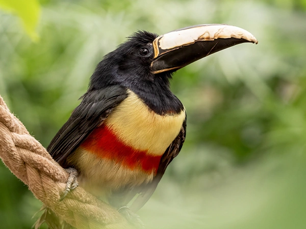 Zwartnekarassari | Almere Jungle