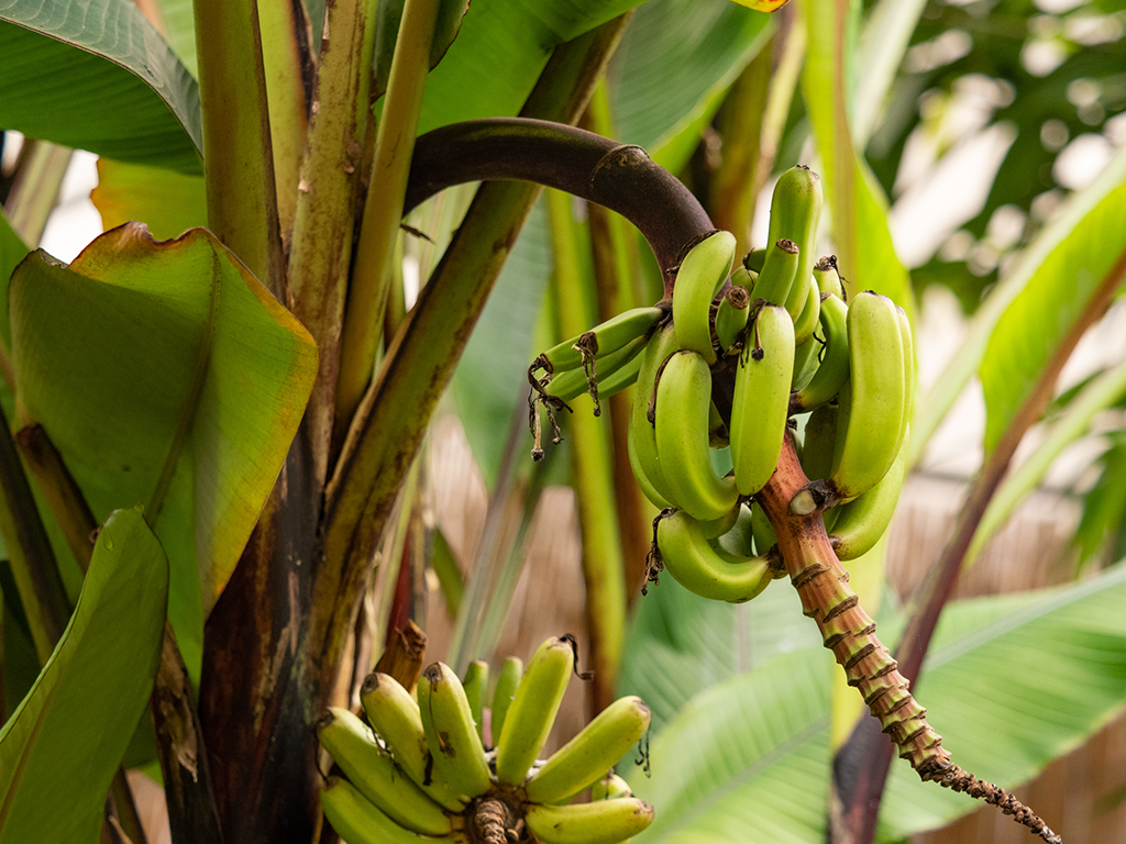 Bananenplant | Almere Jungle