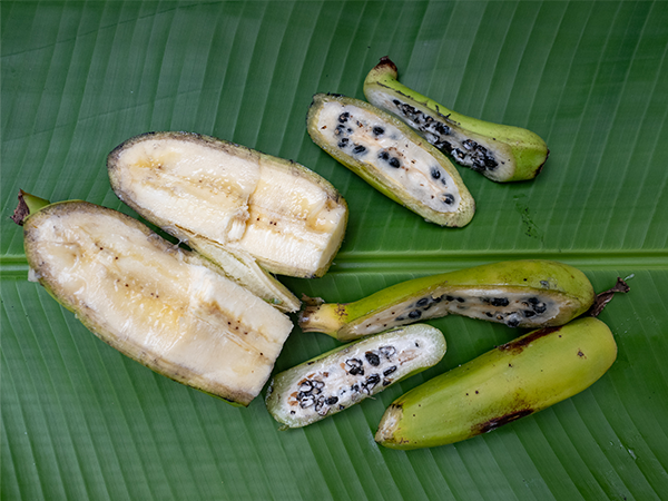 Bananenplant | Almere Jungle