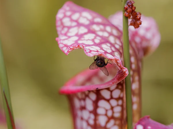 Trompetbekerplant | Almere Jungle