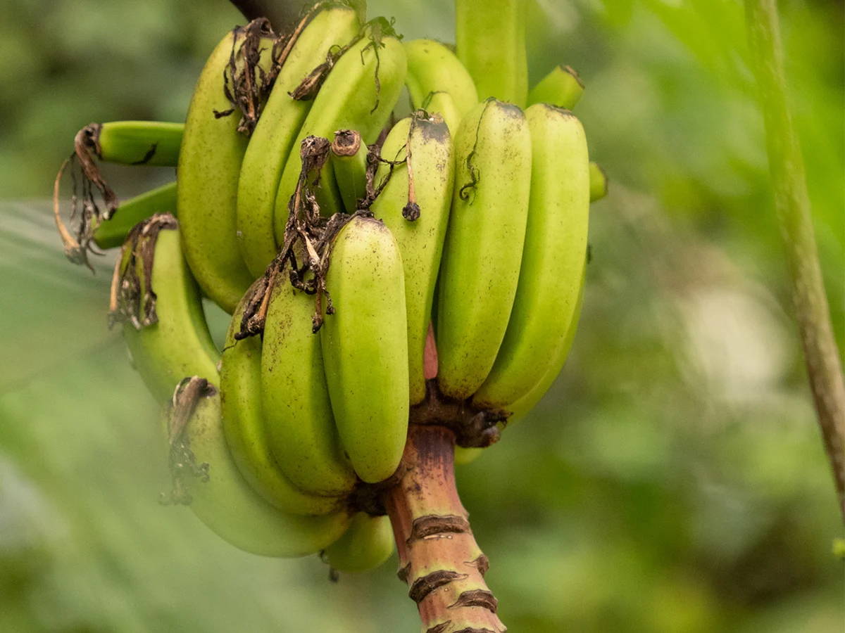 Bananenplant | Almere Jungle