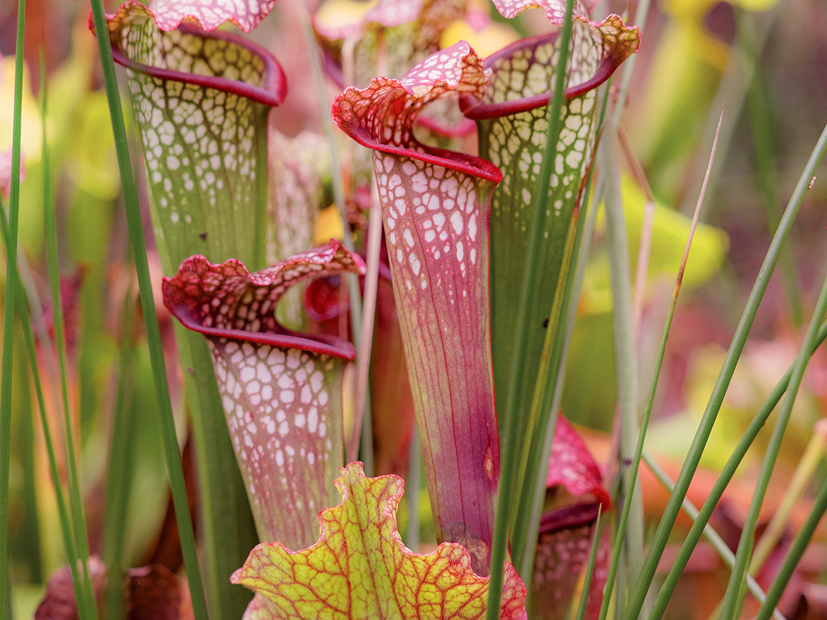 Trompetbekerplant | Almere Jungle