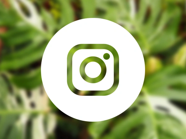 TikTok | Almere Jungle