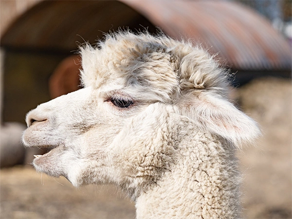 Alpaca | Almere Jungle