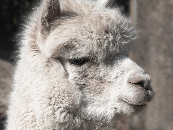 Alpaca | Almere Jungle