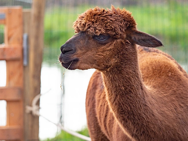 Alpaca | Almere Jungle