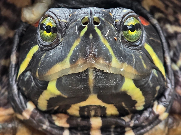Moerasschildpad | Almere Jungle
