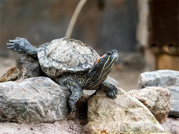 Moerasschildpad | Almere Jungle