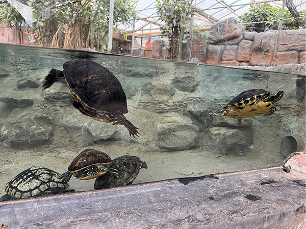Moerasschildpad | Almere Jungle