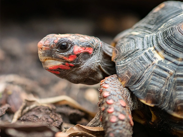Kolenbranderschildpad | Almere Jungle