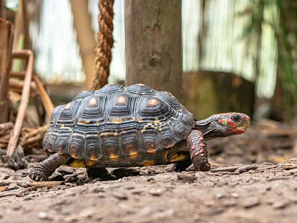 Kolenbranderschildpad | Almere Jungle