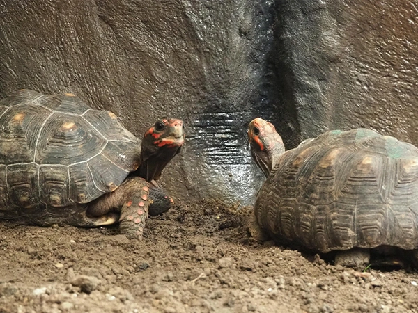 Kolenbranderschildpad | Almere Jungle