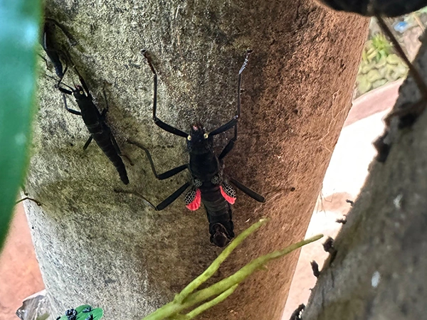 Peruaanse wandelende tak | Almere Jungle
