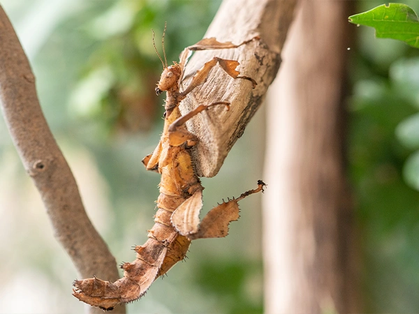 Australische flappentak | Almere Jungle