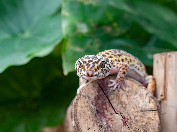 Luipaardgekko | Almere Jungle