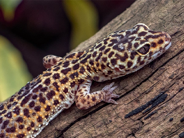 Luipaardgekko | Almere Jungle