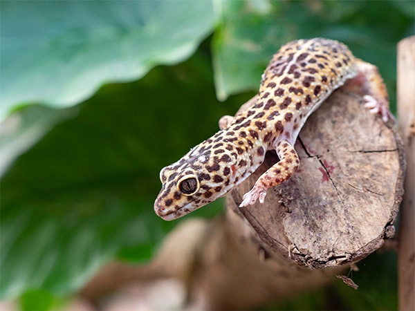 Luipaardgekko | Almere Jungle