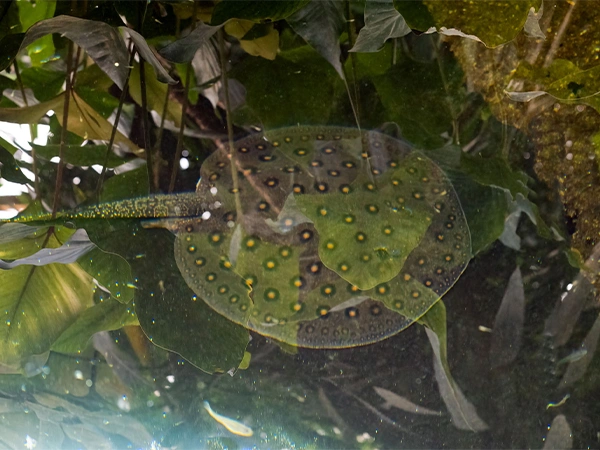 Pauwoogzoetwaterrog | Almere Jungle
