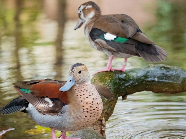 Roodschoudertaling | Almere Jungle