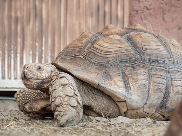 Sporenschildpad | Almere Jungle