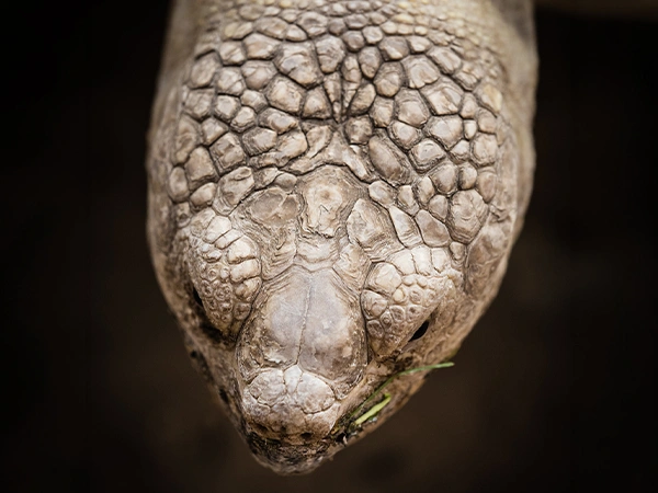 Sporenschildpad | Almere Jungle