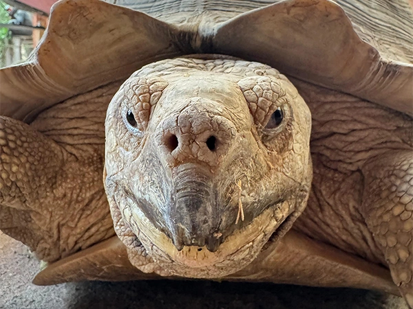 Sporenschildpad | Almere Jungle