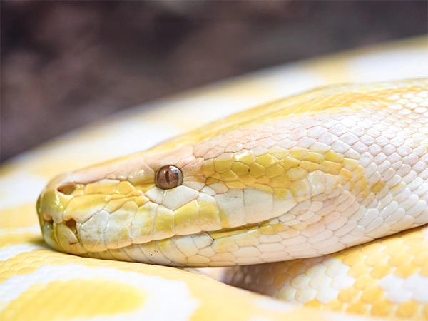 Tijgerpython | Almere Jungle