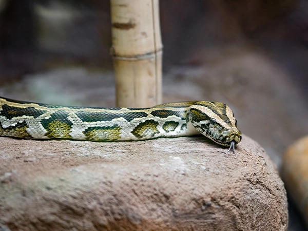 Tijgerpython | Almere Jungle