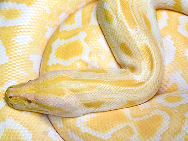 Tijgerpython | Almere Jungle