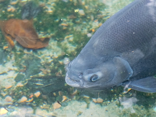 Zwarte pacu | Almere Jungle