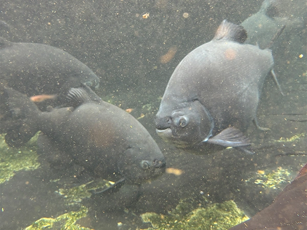 Zwarte pacu | Almere Jungle