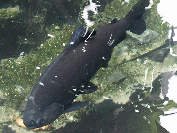 Zwarte pacu | Almere Jungle