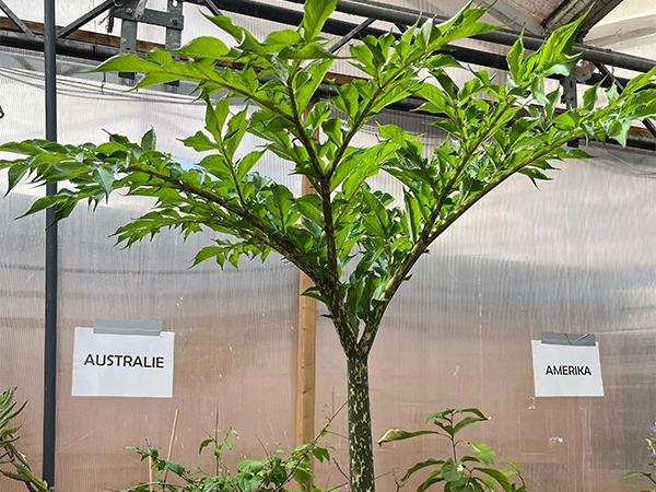Piemelplant | Almere Jungle