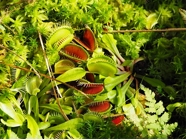 Venusvliegenvanger | Almere Jungle